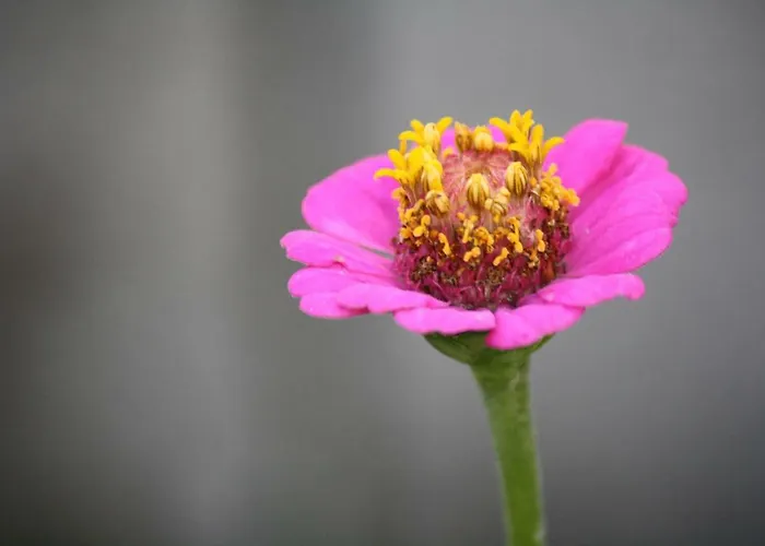 Penzion Casas De Pedra 4*