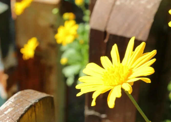 Πανσιόν Casas De Pedra Proença-a-Nova